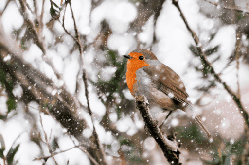 Robin in the Snow