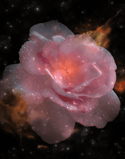 COSMIC BLOOMS