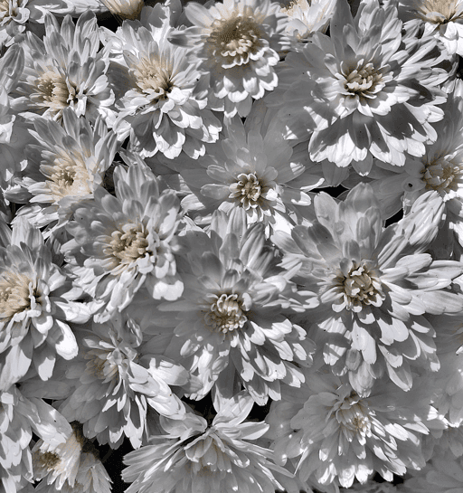 Seed Poem #59: The White Mums