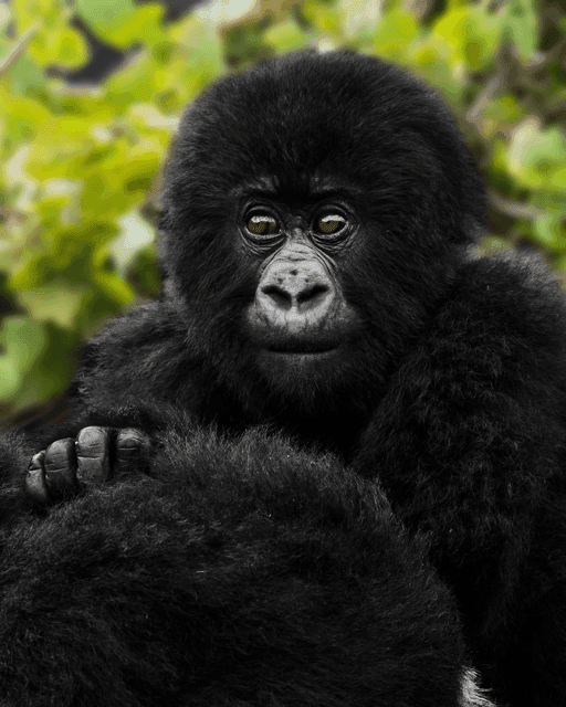 Mountain Gorilla #17