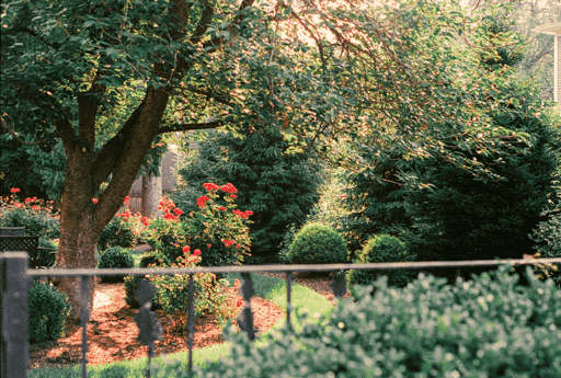 Sun Soaked Garden