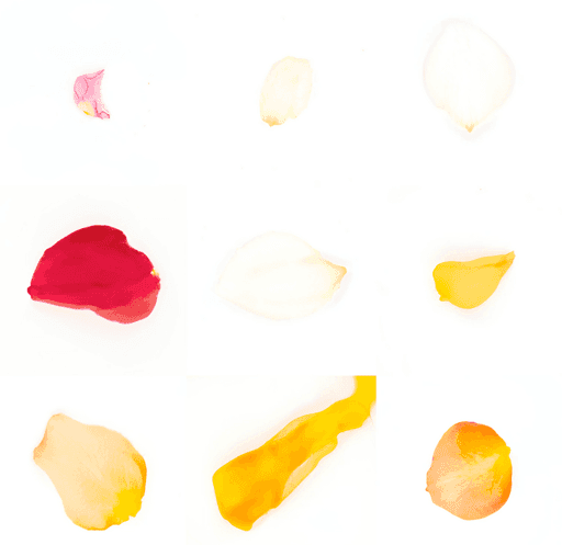 Study for Generated Petals #2