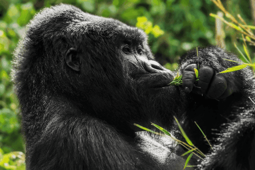 Mountain Gorilla #11