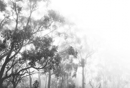 The Gumtrees #3/3