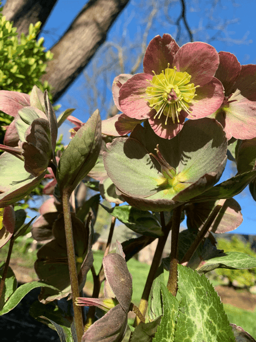 Kochana Helleborus II