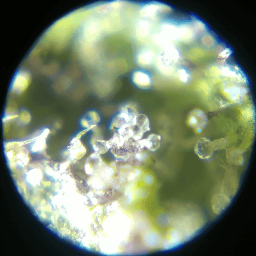 Trichomes #6