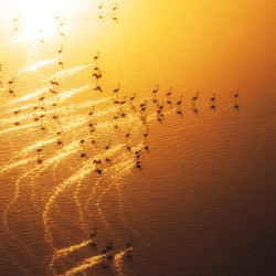 Flamingos at sunset by Erfan Sam