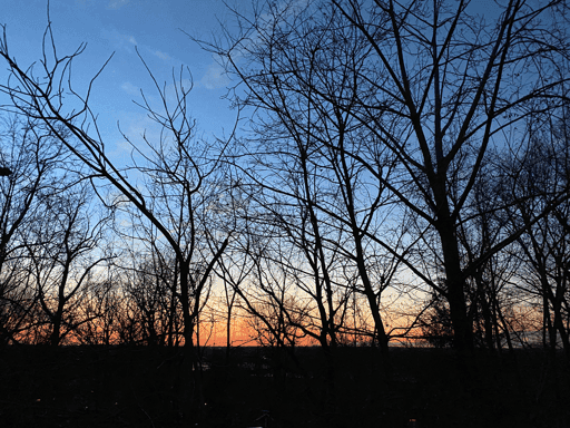 Sunset Through the Trees