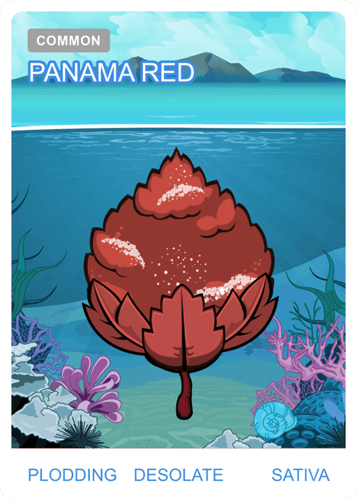 Panama Red