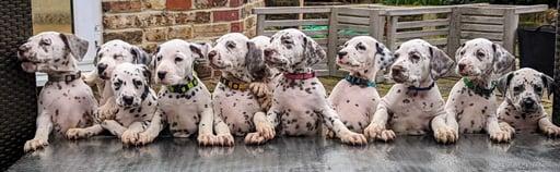 King Shaka 2021 Dalmatians