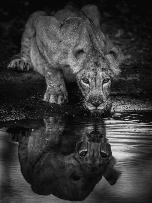 Reflection