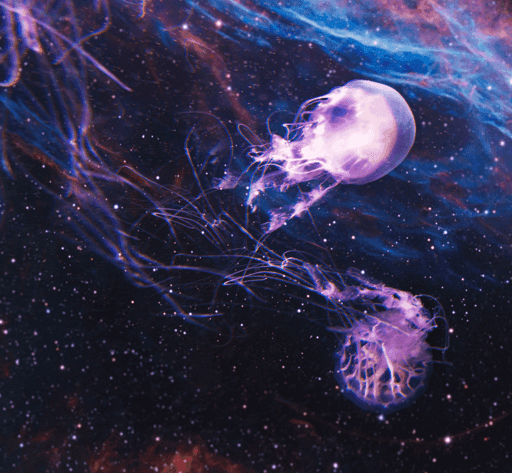 Mystical Jellies | v1