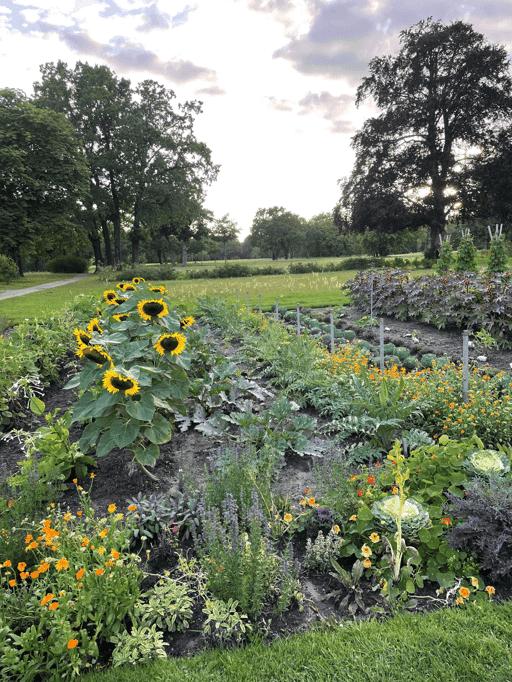 The Sunflowers #11/11