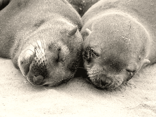 DREAM OF A SEAL