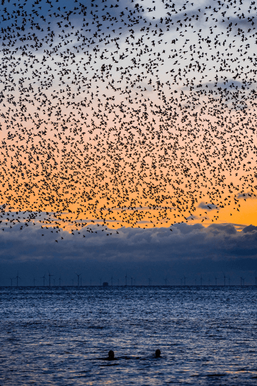 Swimming with Starlings