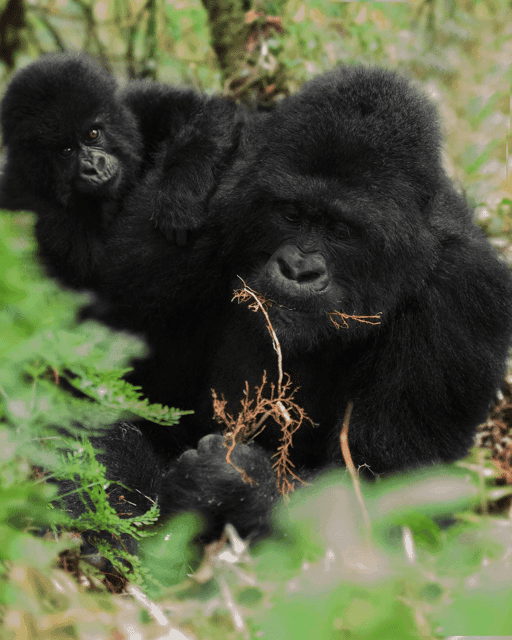 Mountain Gorilla #3