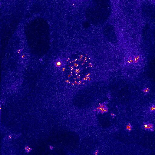 {Centriole} #3