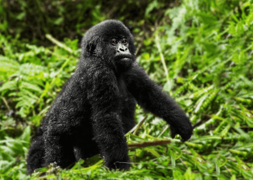 Mountain Gorilla #16