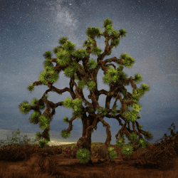 Joshua Tree by Pip