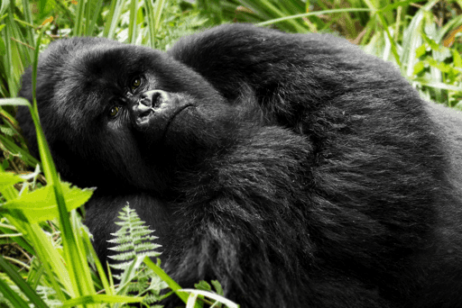 Mountain Gorilla #4