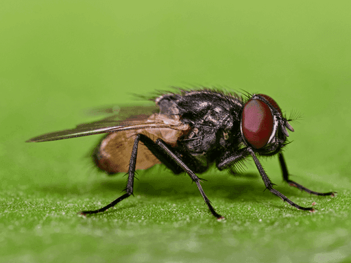 Fly on a Leaf