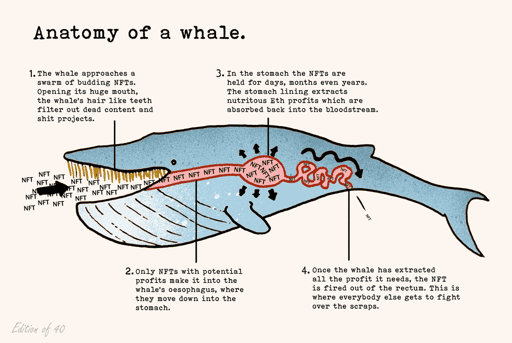 The Anatomy of a Whale