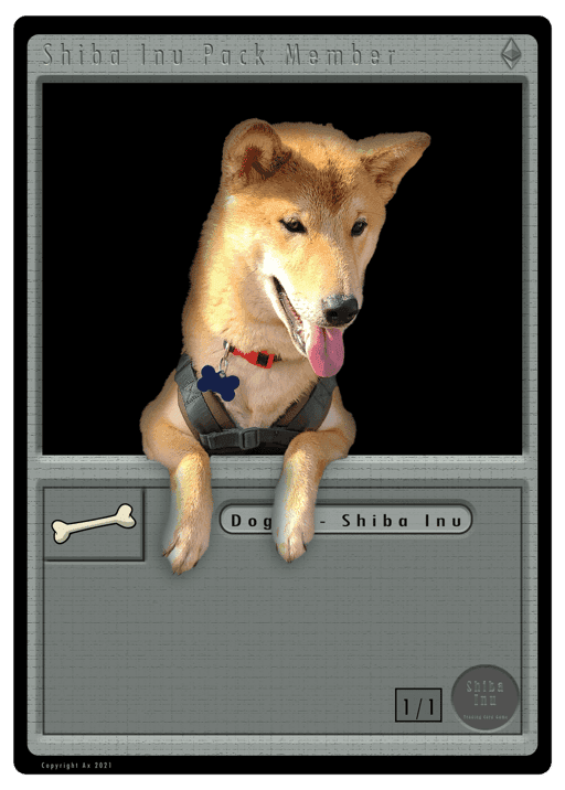 Shiba Inu Pack Member