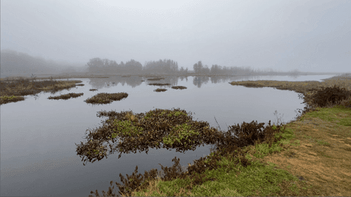 Paynes Prairie