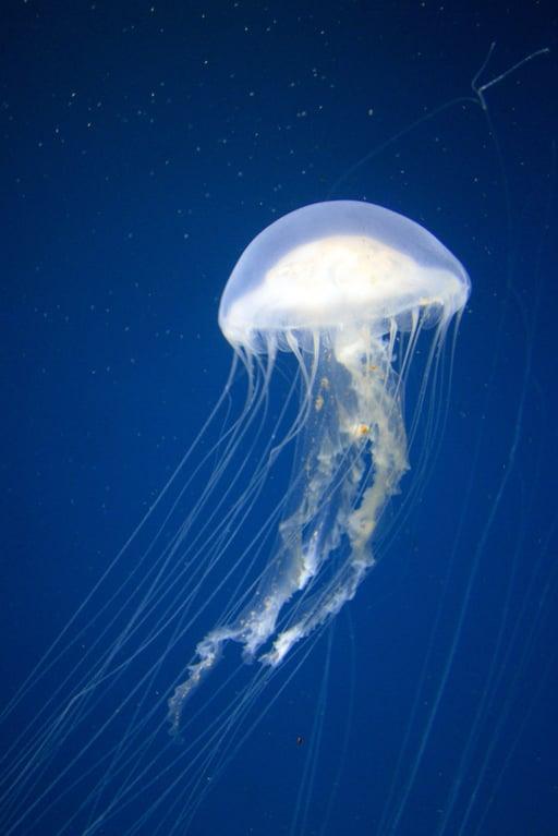 Jellyfish Video